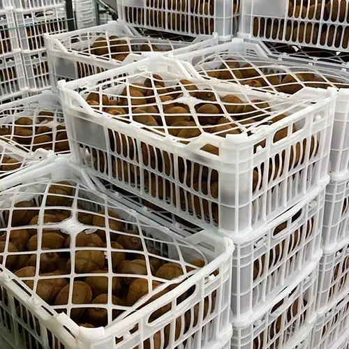 iran kiwi 10kg white basket packing